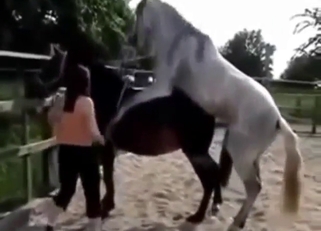 Horse fuck scene with a bunch of legit orgasms