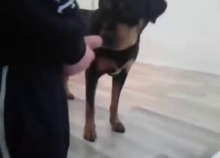 Strong orgasm for a small dog that wants hard sex