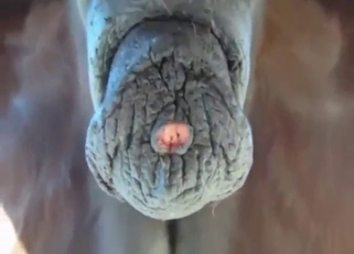 Good-looking horse penis showcased up close