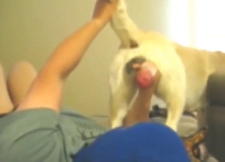 White dog grabbed by the dick in a blowjob vid