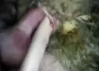 Erotic sheep fuck scene with great thrusts