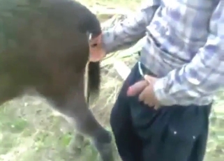 Bald Latino fucker gapes a donkey, zoo XXX