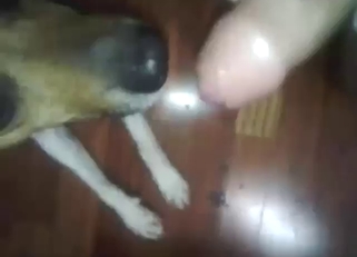 Dog licking penis to keep him as horny as fuck