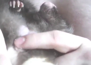 Skunk fuck scene with a slutty animal cumming