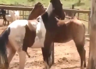 Sexy zoophile action with plenty of hot orgasms