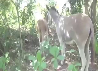 Nothing quite as freaky as close-up zoophile sex