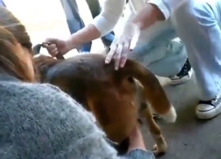 Real canine pleasures in zoophile porn movie