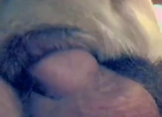 Zoo sex with a tight opening getting fucked silly