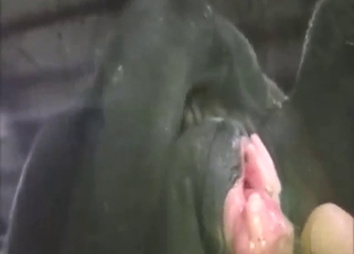 Lovely cow pussy explored through fingering