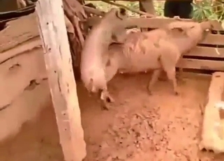 Pigs in bestiality porn with doggystyle fucking
