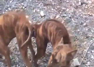 Dog on dog action in a bestiality sex movie