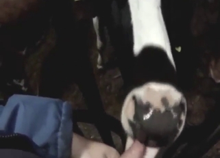 Cow lick scene with lots of hot oral, POV pleasure