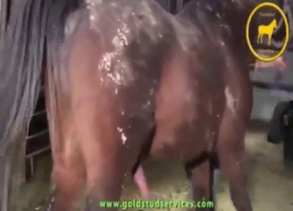 Horse zoo porn with a swollen, sexy horse cock