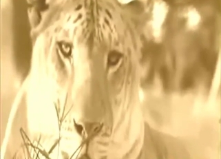 Zoophile porn shows sexy animals fucking around