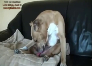 Sexy bestiality porn with animal's self-fellatio