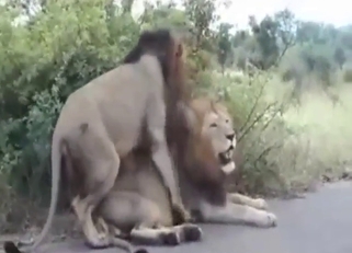 Lion homosexuality is the hottest zoo sexuality