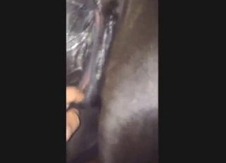 Unexpected sex with a mare that needed fisting