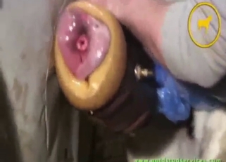 Stallion in a bestiality porn with a nice orgasm