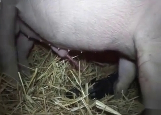 Hot pig with big dick fucked a zoophile