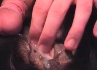 Cumming a huge load of semen on doggy