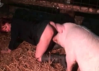 Pig sniffs and fucks her tight crack