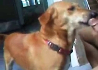 My playful doggy knows how to suck a boner