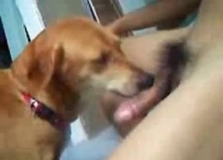 My playful doggy knows how to suck a boner