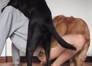 Awesome small pet licks and sniffs a pussy