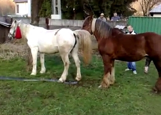 Two sexy stallions have amazing sex