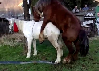 Two sexy stallions have amazing sex