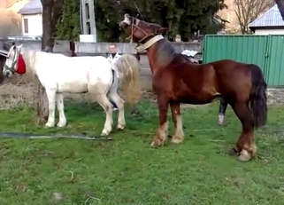 Two sexy stallions have amazing sex