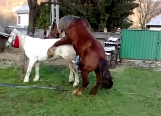 Two sexy stallions have amazing sex