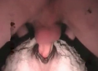 Farmer fucked his sheep in doggy style