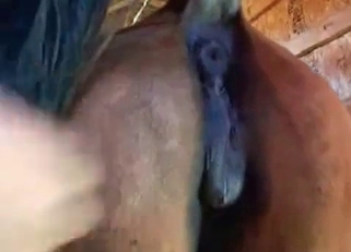 Awesome stallion has a very fuckable bottom