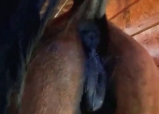 Awesome stallion has a very fuckable bottom