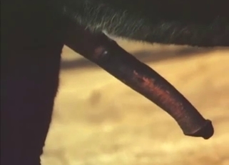 Stunning black pony fucked a brown horse