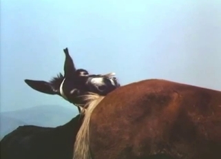 Stunning black pony fucked a brown horse