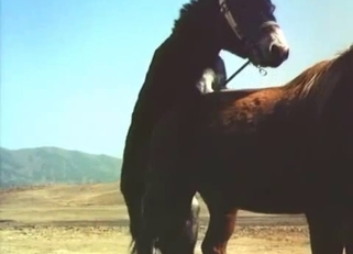 Stunning black pony fucked a brown horse