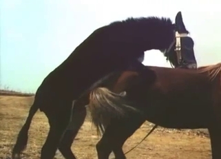 Stunning black pony fucked a brown horse