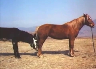 Stunning black pony fucked a brown horse