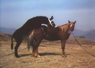 Stunning black pony fucked a brown horse