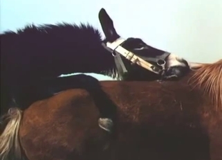 Stunning black pony fucked a brown horse