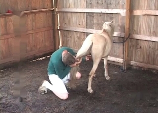 Farm animals are looking very passionate