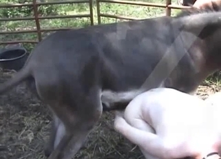 Big black pony fucks his tight anal hole