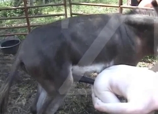 Big black pony fucks his tight anal hole