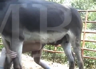 Big black pony fucks his tight anal hole
