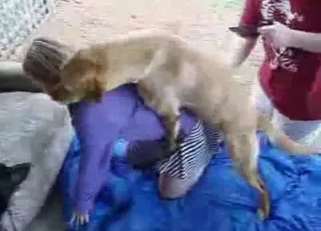 Trained retriever and amateur zoofil whore
