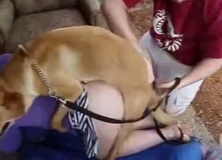 Trained retriever and amateur zoofil whore