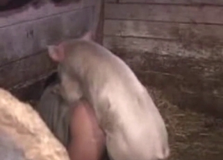 Cute small pig fucked a perverted farmer