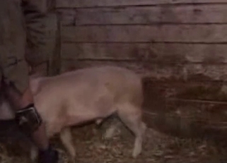 Cute small pig fucked a perverted farmer